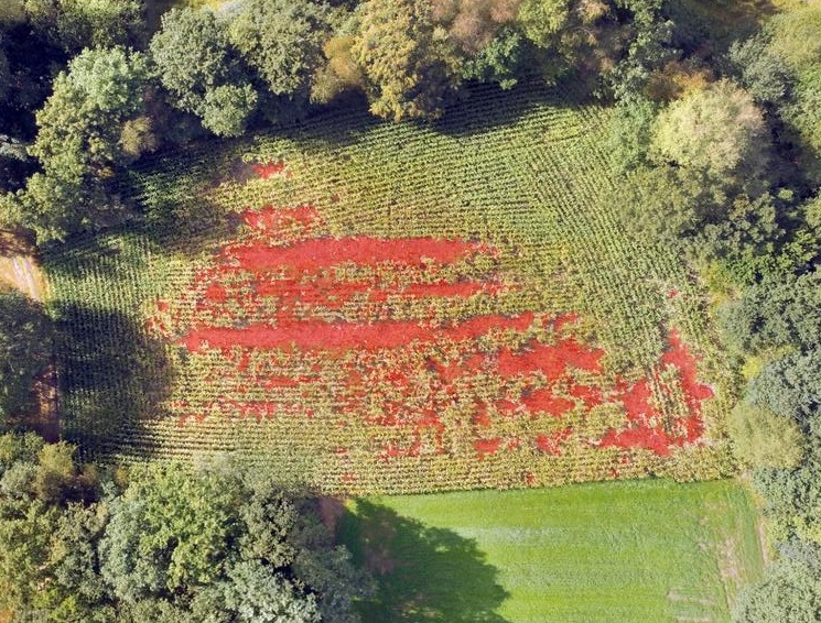 Zusammengesetztes Bild eines beschädigten Maisfelds. In Rot dargestellt sind die von einem Algorithmus erkannten Schäden. (Foto: Anneleen Rutten)