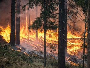 Wenn wir hier der Wald lichterloh brennt ist es wichtig, die Maßnahmen der Waldbrandbekämpfung an den strategisch richtigen Orten zum Einsatz zu bringen. 