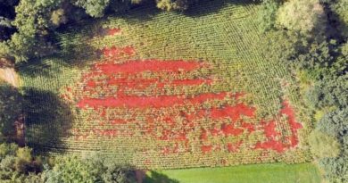 Zusammengesetztes Bild eines beschädigten Maisfelds. In Rot dargestellt sind die von einem Algorithmus erkannten Schäden. (Foto: Anneleen Rutten)