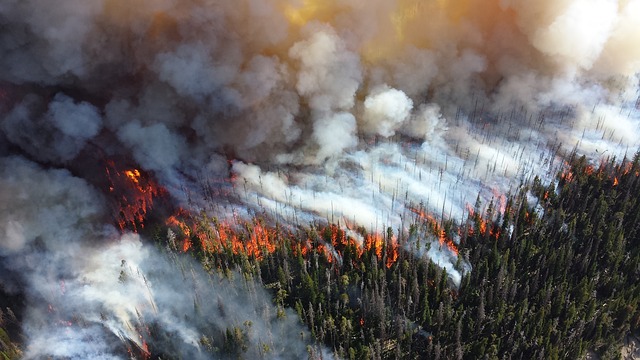 Ein Wald brennt lichterloh. Der Wind treibt das Feuer vor sich her. Für die Waldbrandbekämpfung ein äußerst schwieriges Unterfangen.